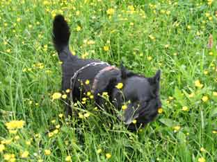 jagd freddie