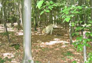 wald1 wald1