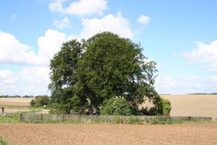 bavaria buche3