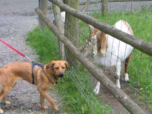 05 juni 05 wildpark sw34
