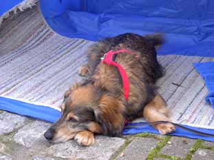 05 maimarkt beethoven