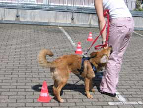 05 maimarkt josy