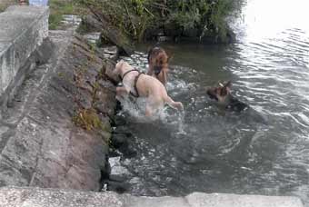 2006 schiff1