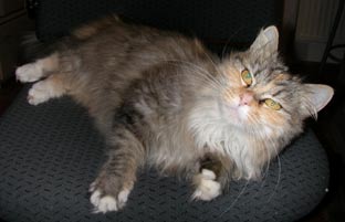 06 teiny