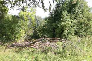 bavaria buche1